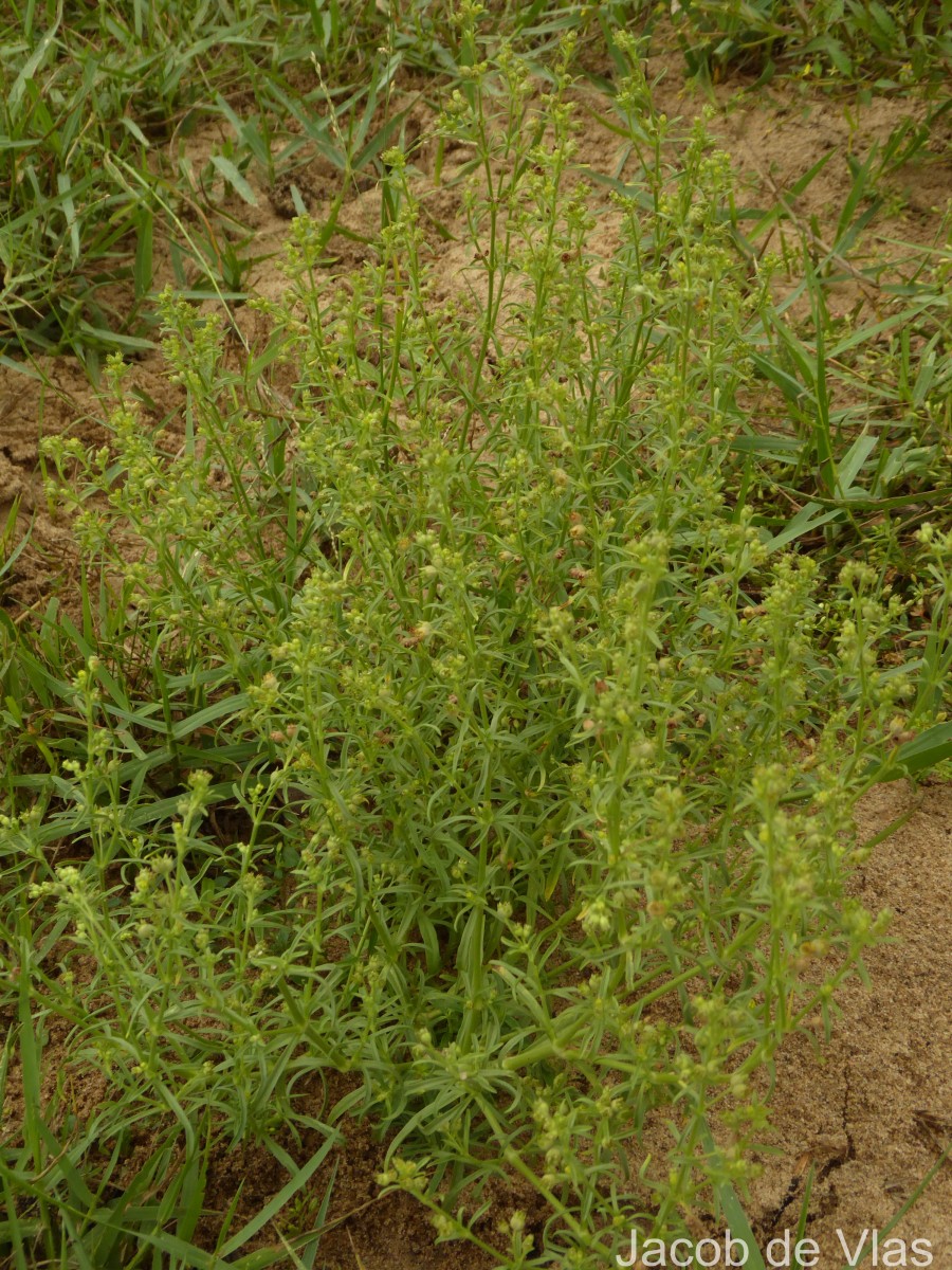 Vahlia dichotoma (Murray) Kuntze